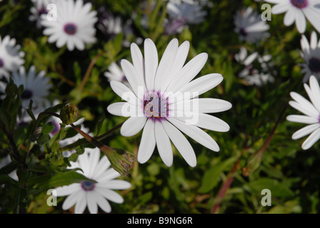 flower bed of purple and white daises, Osteorspermum ecklonis Stock Photo