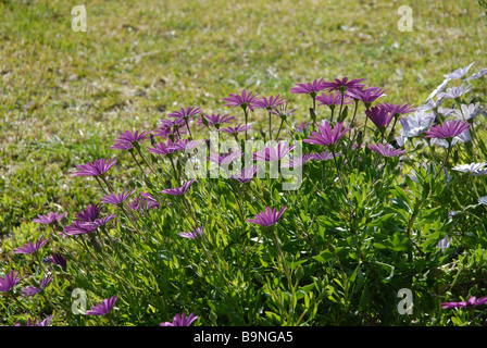 flower bed of purple and white daises, Osteorspermum ecklonis Stock Photo