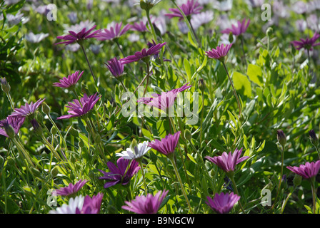 flower bed of purple and white daises, Osteorspermum ecklonis Stock Photo