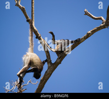 Mexico Yucatan - Aktun Chen Cenote cave park Tulum spider monkey zoo area Stock Photo