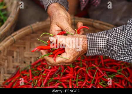 Close up. Wrinkled hands of a old woman holding red hot chilli pepper. Hoi An Local market, Vietnam, South East Asia Stock Photo