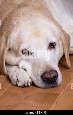 close-up labrador dog lying on wood floor head down on the paws Stock Photo