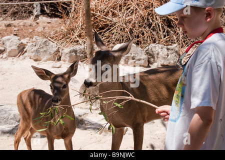 Mexico Yucatan 2009 Crococun Wildlife Park and crocodile sanctuary near Cancun young Canadian boy on holiday feeds the deer Stock Photo