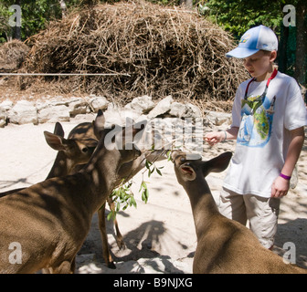 Mexico Yucatan - Crococun Wildlife Park and crocodile sanctuary near Cancun young Canadian boy on holiday feeds the deer Stock Photo