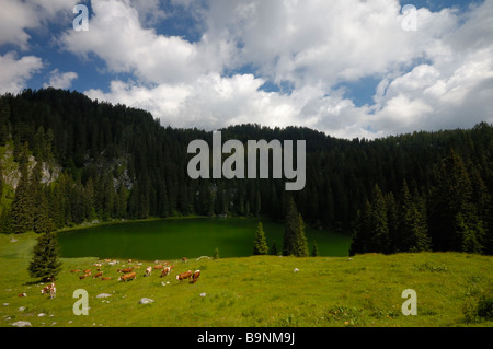 Herd of  cows on a pasture near lake in Alps, Triglav National Park, Slovenia Stock Photo