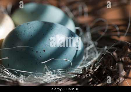 Colorful easter eggs in twig nest on wooden surface Light by sunshine shining through horizontal blinds Stock Photo