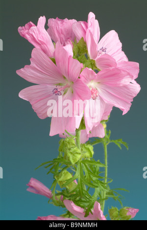 Medicinal plant Moschusmalve musk mallow malva moschate Stock Photo