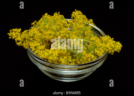 medicinal plant Lady s bedstraw Cheese rennet Yellow spring bedstraw Galium verum Stock Photo