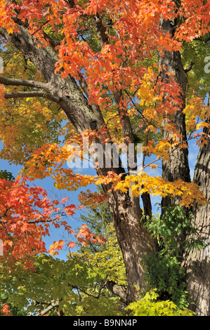 A very old Sugar Maple in full autumn color Stock Photo