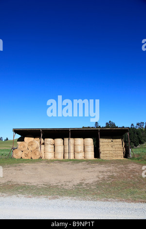 Round straw bales stacked in barn for supplementary animal feed, Canterbury,South Island,New Zealand Stock Photo