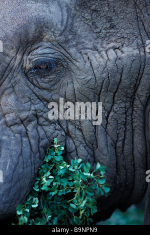 a detail of an African elephant's head and eye, eating vegetation, Kruger National Park, South Africa Stock Photo