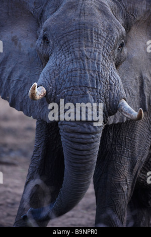 an elephant mock charging, Kruger National Park, South Africa Stock Photo