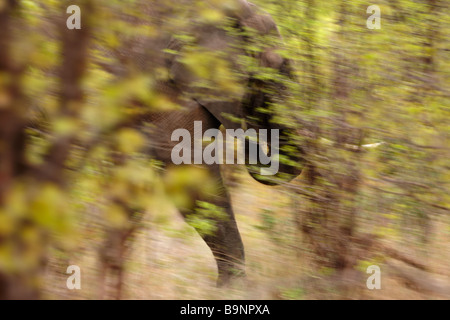 an elephant on the move in the African bush, Kruger National Park, South Africa Stock Photo