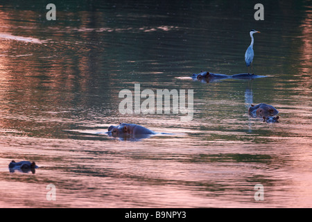 a heron perched on a hippopotamus in the Shingwedzi River at dawn, Kruger National Park, South Africa Stock Photo