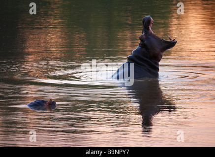 yawning hippopotamus in a river, Kruger National Park, South Africa Stock Photo