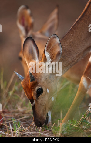 young nyala in the bush, Kruger National Park, South Africa Stock Photo