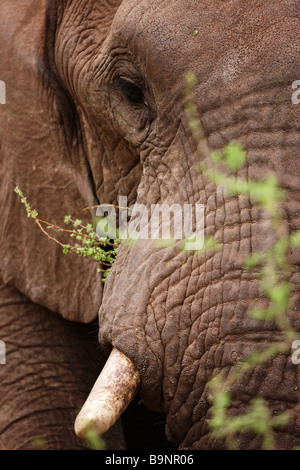 detail of elephant portrait, Kruger National Park, South Africa Stock Photo
