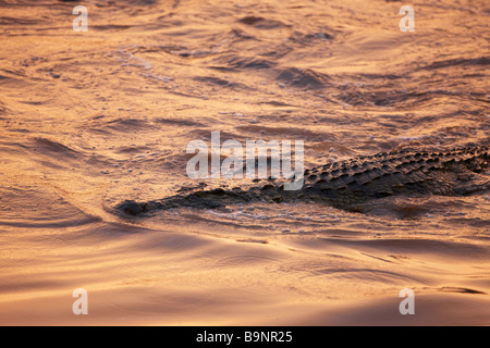 Nile crocodlile in a river at dusk, Kruger National Park, South Africa Stock Photo