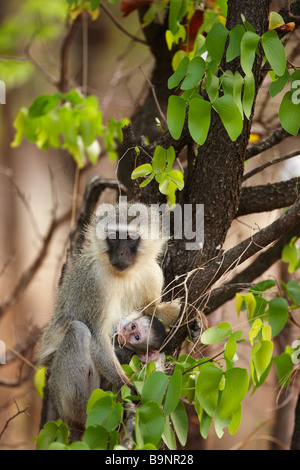 vervet monkey with baby feeding in the bush, Kruger National Park, South Africa Stock Photo