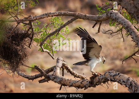 juvenile martial eagle with monkey carrion in tree, Kruger National Park, South Africa Stock Photo