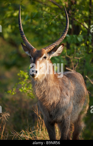 waterbuck bull in the bush, Kruger National park, South Africa Stock Photo