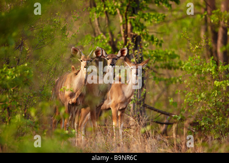 three Kudu ewes in the bush, Kruger National Park, South Africa Stock Photo