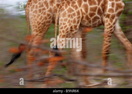 giraffes on the move, Kruger National Park, South Africa Stock Photo