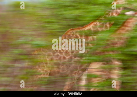 two giraffes on the move in the bush, Kruger National Park, South Africa Stock Photo