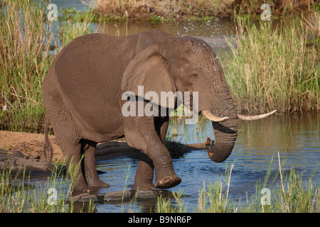 African elephant taking a bath in a river, Kruger National Park, South Africa Stock Photo