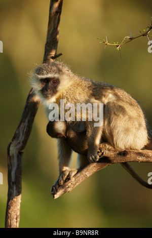 vervet monkey carrying a baby on a tree branch, Kruger National Park, South Africa Stock Photo