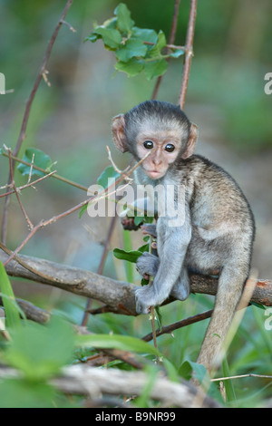 baby vervet monkey in a bush, Kruger National Park, South Africa Stock Photo