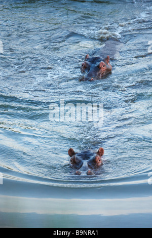 two hippopotamus in the river, Kruger National Park, South Africa Stock Photo