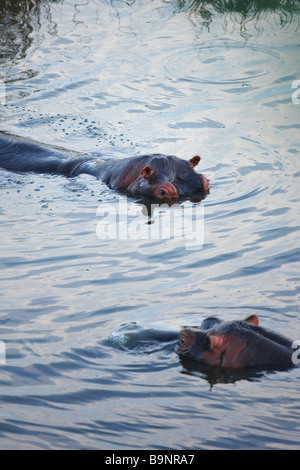 two hippopotamus in a river, Kruger National Park, South Africa Stock Photo