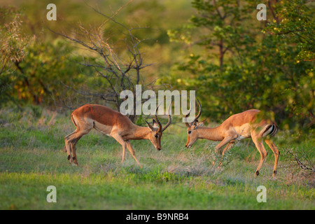 a pair of male impala sparring in the bush, Kruger National Park, South Africa Stock Photo