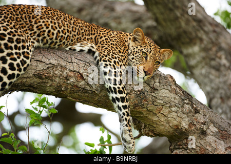 leopard resting in a tree, Kruger National Park, South Africa Stock Photo