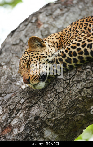 leopard sleeping in a tree, Kruger National Park, South Africa Stock Photo