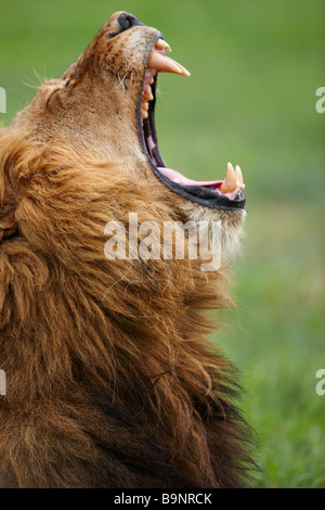 lion yawning in the bush, Kruger National Park, South Africa