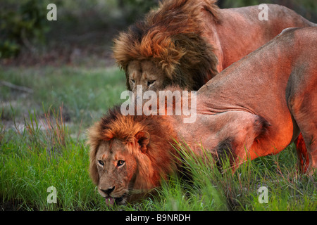 two lions drinking from a waterhole in the bush, Kruger National Park, South Africa