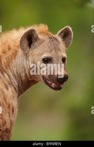 portrait of a spotted hyaena in the bush, Kruger National Park, South Africa Stock Photo