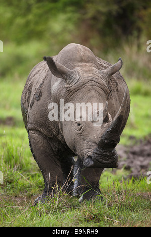 white rhinoceros in the bush, Kruger National Park, South Africa Stock Photo
