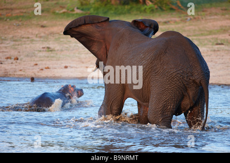 angry elephant chasing hippopotamus out of a waterhole, Kruger National Park, South Africa Stock Photo