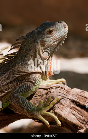 Mexico Yucatan 2009 Crococun Wildlife Park and crocodile sanctuary near Cancun green iguana lizard Stock Photo