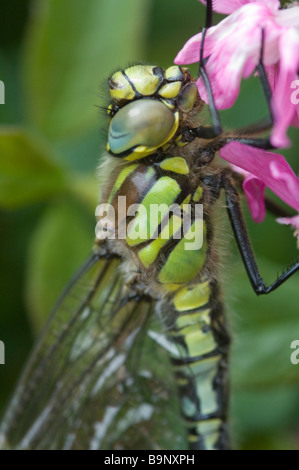 Common hawker dragonfly Aeshna juncea Pembrokeshire Wales UK Europe Stock Photo