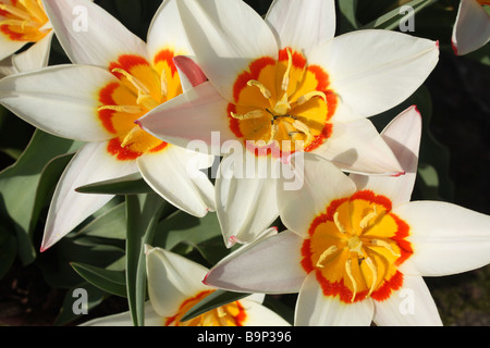Two tone Daffodils Stock Photo
