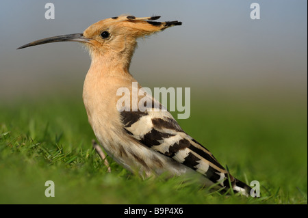 Close-up Hoopoe on green grass. Stock Photo