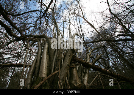 Clustered trunks and base of birch and willow, Surrey woodland Stock Photo