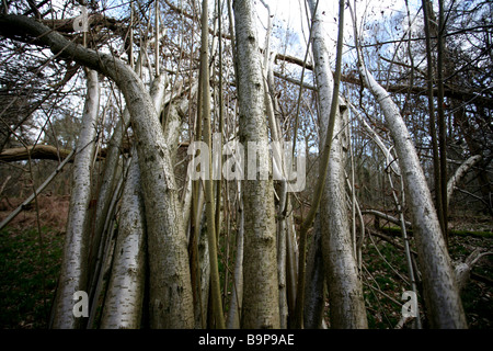 Clustered tree trunks Stock Photo