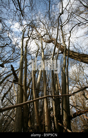 Clustered trunks of birch and hazel woodland Stock Photo
