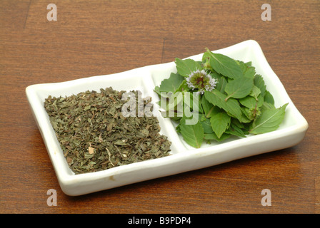 Medicinal plant Peppermint Pfefferminze Mentha piperita Menta piperina Stock Photo