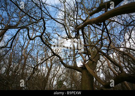 Surrey woodland tangled branches Stock Photo
